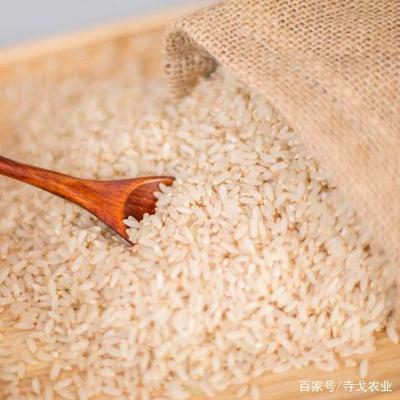 胚芽米 營養與科技的融合之道